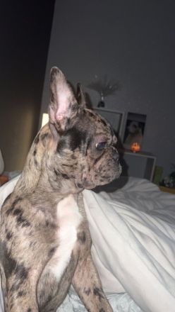 Hallo Kiwi ist 6 Monate alt. Ihre Farbe ist Merle. Muss