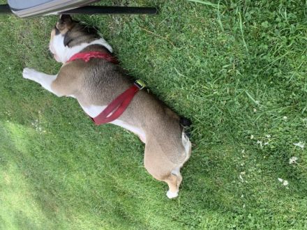 Verkauft wird ein 1-jähriger Rüde mit dem Name Pelle.