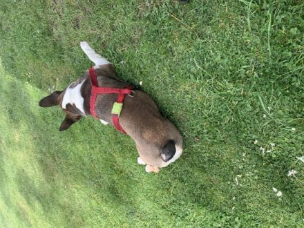 Verkauft wird ein 1-jähriger Rüde mit dem Name Pelle.