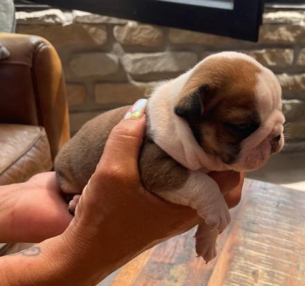 Englische Bulldogge, Welpen