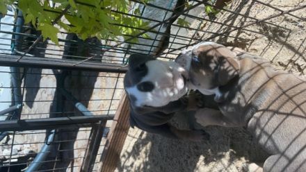 Englische Bulldogge, Welpen