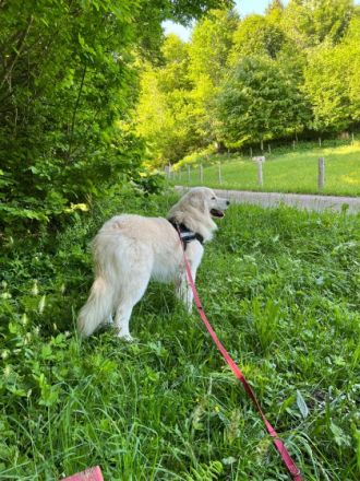 Balou, Da wir kurzfristig unsere Pension aufgeben