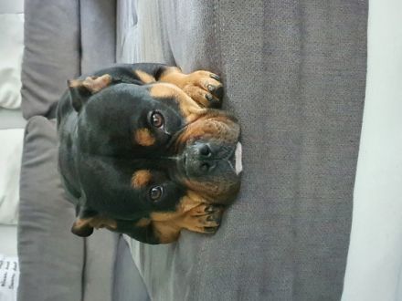 BITTE KOMPLETT LESEN !!! Django , 2/5j Alter