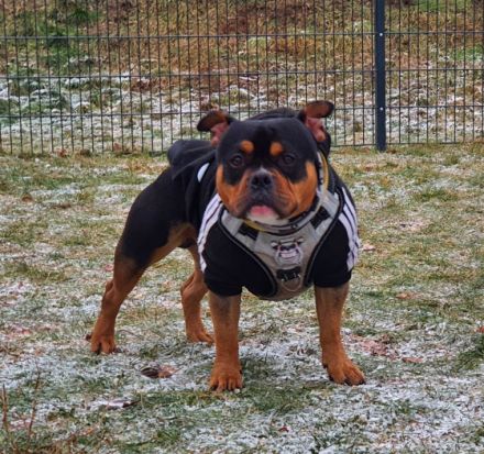 BITTE KOMPLETT LESEN !!! Django , 2/5j Alter