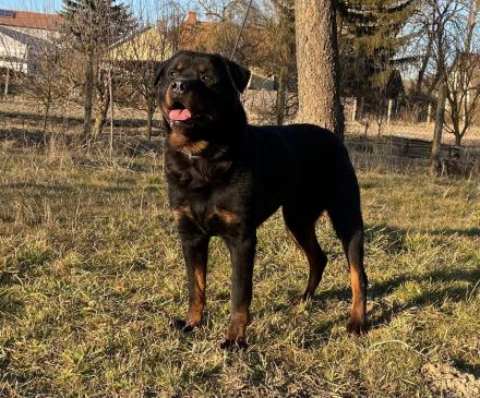 ROTTWEILER Rüde mit PRÜFUNGEN als Familien-BODYGUARD bzw. SPORTSCHUTZHUND V.I.P