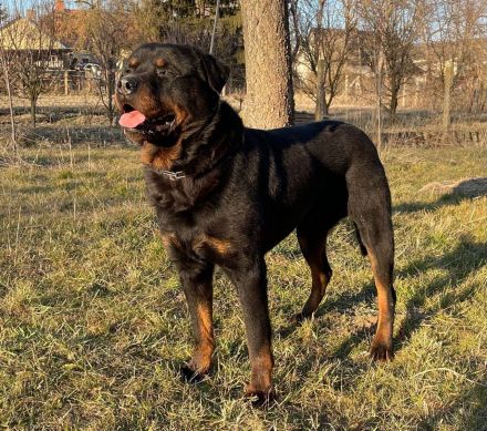 ROTTWEILER Rüde mit PRÜFUNGEN als Familien-BODYGUARD bzw. SPORTSCHUTZHUND V.I.P