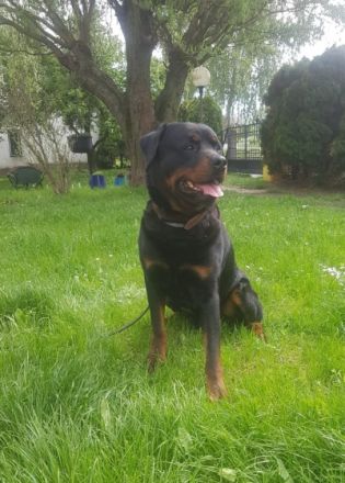 ROTTWEILER Rüde mit PRÜFUNGEN als Familien-BODYGUARD bzw. SPORTSCHUTZHUND V.I.P