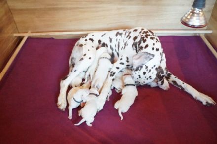 In der Zuchtstätte vom Lehrbacher Wald sind am 30.05.