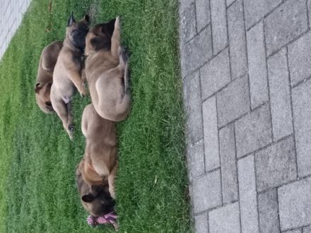 Es suchen zum 15.06.2022 noch 2Rüden und 2 Hündin ein