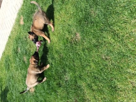 Es suchen zum 15.06.2022 noch 2Rüden und 2 Hündin ein