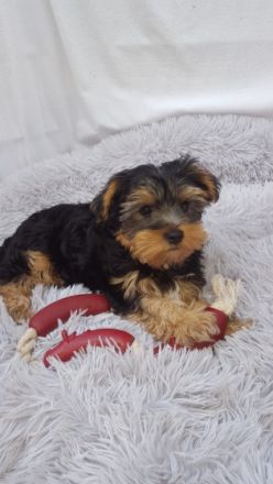 Unsere Welpen haben am 18.03.2022 das Licht der Welt