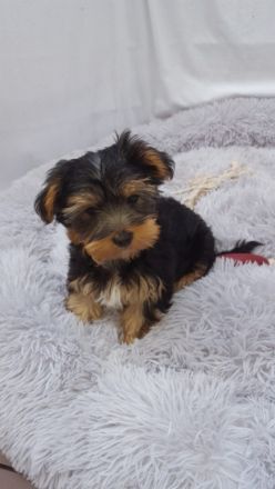 Unsere Welpen haben am 18.03.2022 das Licht der Welt