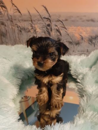 Unsere Welpen haben am 18.03.2022 das Licht der Welt