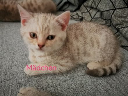 Hallo liebe Katzenfreunde, wir haben nun noch 3 von 6