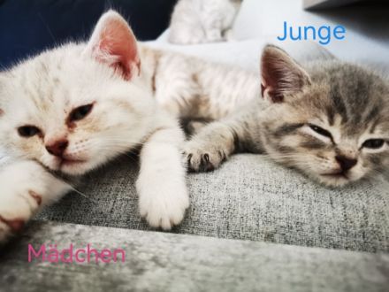 Hallo liebe Katzenfreunde, wir haben nun noch 3 von 6