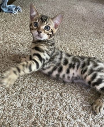 Aus einer traumhaften Verpaarung sind aus unserem