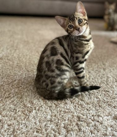 Aus einer traumhaften Verpaarung sind aus unserem