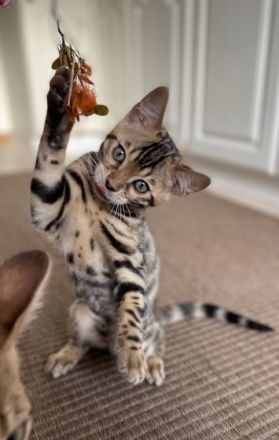 Aus einer traumhaften Verpaarung sind aus unserem