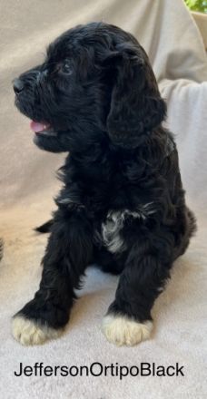 Wunderschöne pwd Rüde Welpe sucht neues zu Hause. Er