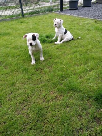 Hallo ihr Hundeliebhaber, unser Pärchen hat am 18.03