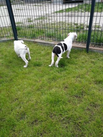 Hallo ihr Hundeliebhaber, unser Pärchen hat am 18.03