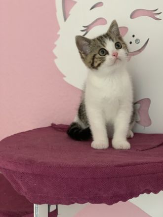 Hallo liebe Katzenfreunde ❤️ Willkommen bei den BKHs