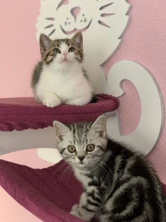 Hallo liebe Katzenfreunde ❤️ Willkommen bei den BKHs