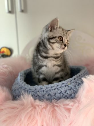 Hallo liebe Katzenfreunde ❤️ Willkommen bei den BKHs