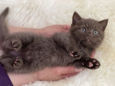 Hallo liebe BKH Katzen-Freunde und die, die das werden
