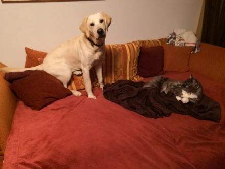 Hallo liebe Hunde Menschen, Ich heiße Balou Jay, bin