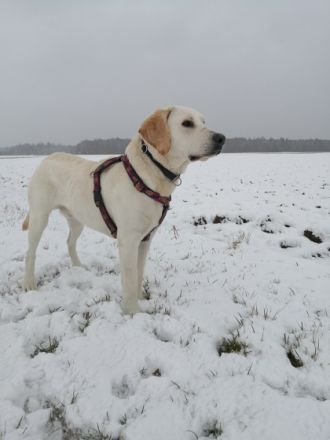 Hallo liebe Hunde Menschen, Ich heiße Balou Jay, bin