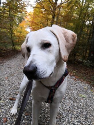 Hallo liebe Hunde Menschen, Ich heiße Balou Jay, bin