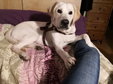 Hallo liebe Hunde Menschen, Ich heiße Balou Jay, bin