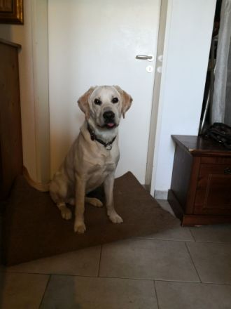 Hallo liebe Hunde Menschen, Ich heiße Balou Jay, bin