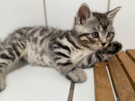 Unsere liebe Naila ( Bengal-British Kurzhaar) hat am 26