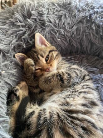 Unsere liebe Naila ( Bengal-British Kurzhaar) hat am 26