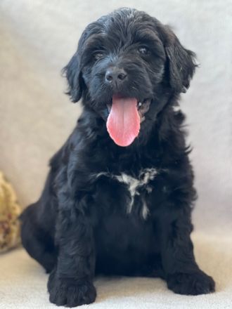 Jayne ist eine würderschöne Hündin, wer wartet auf die