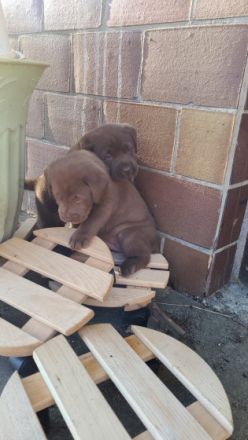 Labrador Retriever, Welpen