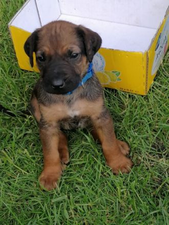 Unsere 6-jährige RR-Hündin Lotta hat am 28.4.22 11