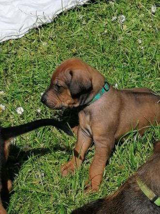 Unsere 6-jährige RR-Hündin Lotta hat am 28.4.22 11