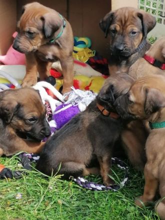 Unsere 6-jährige RR-Hündin Lotta hat am 28.4.22 11