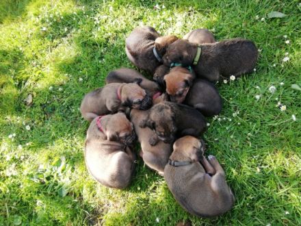 Unsere 6-jährige RR-Hündin Lotta hat am 28.4.22 11