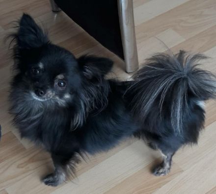 Am 24.05.2022 gab es Nachwuchs bei uns . Es sind süße,