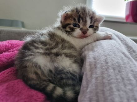 Hallo ab dem 15.7.2022 sucht dieser kleine süße Kater