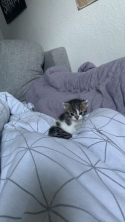 Hallo ab dem 15.7.2022 sucht dieser kleine süße Kater