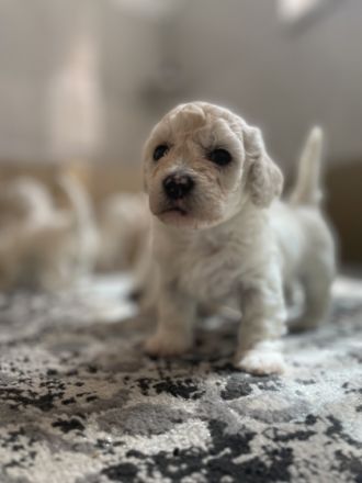 Bichon Frise Welpen