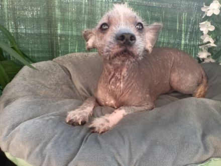 Französische Bulldogge, Chinese Crested Welpe Mix sind