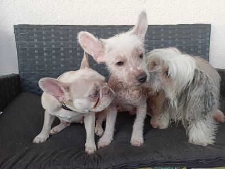 Französische Bulldogge, Chinese Crested Welpe Mix sind