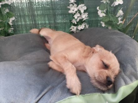 Französische Bulldogge, Chinese Crested Welpe Mix sind