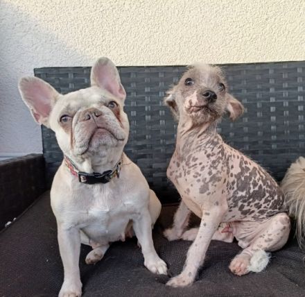Französische Bulldogge, Chinese Crested Welpe Mix sind